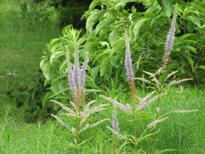 culver's root 5